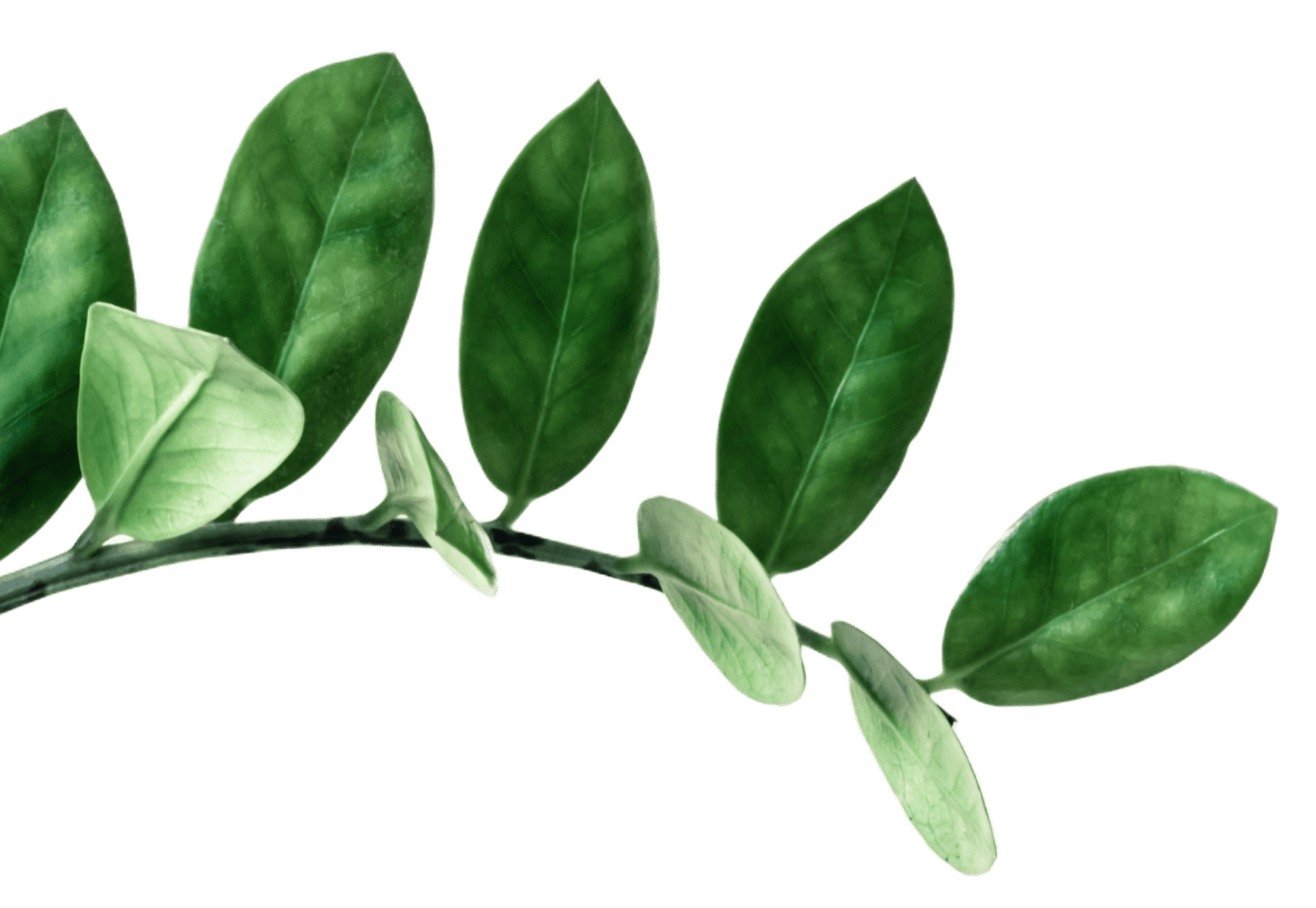 Salud y Rendimiento en el Cultivo.