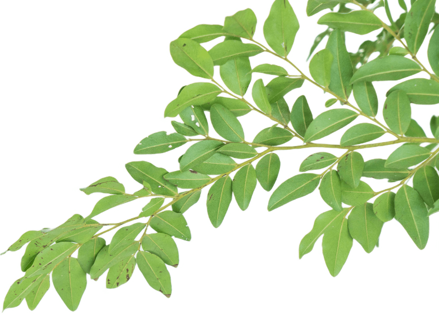 Gaiska, quienes somos, verde.