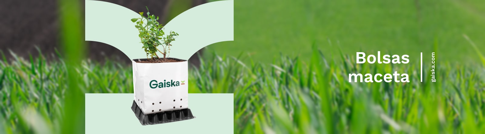 Gaiska Productos Bolsa Maceta para Arándanos.