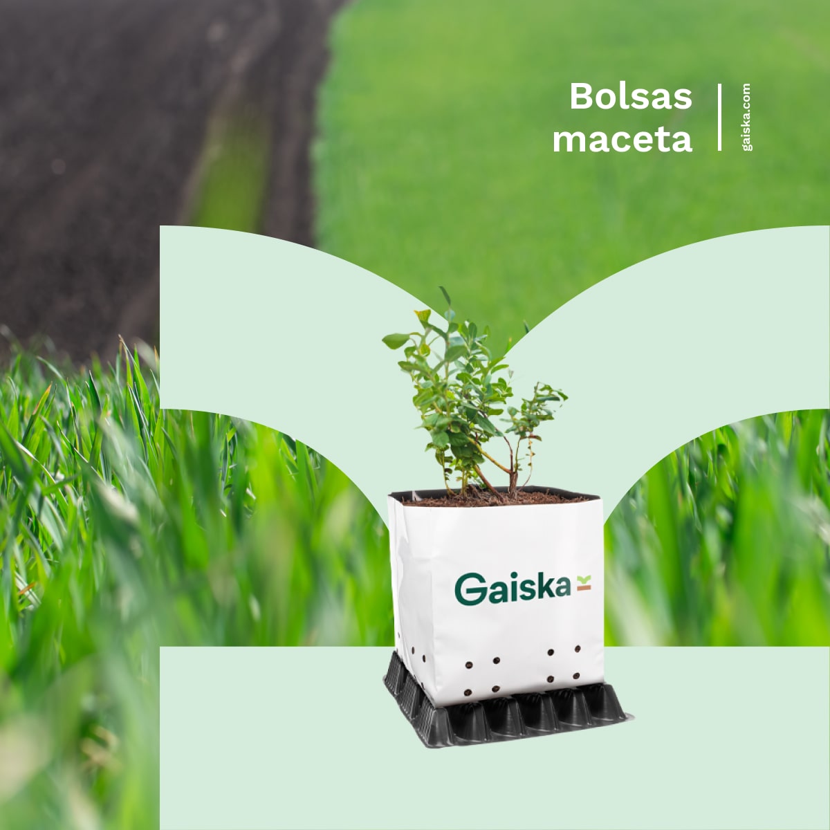 Gaiska Productos Bolsa Maceta para Arándanos.